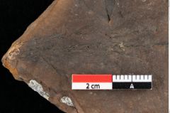 Foto (Detailansicht) von Glyptostrobus europaeus Brongniart (NHMW-GEO-2024-0188-0174)